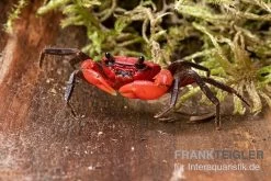 Wasserfall-Krabbe, Phricothelphusa Limula -Interaquaristik Verkäufe Wasserfall Krabbe Phricothelphusa limula 3