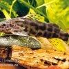 Waterlots Fiederbartwels, Synodontis Waterloti 2 Waterlots Fiederbartwels, Synodontis Waterloti -Interaquaristik Verkäufe Waterlots Fiederbartwels Synodontis waterloti