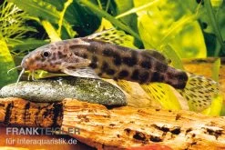 Waterlots Fiederbartwels, Synodontis Waterloti