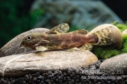 Waterlots Fiederbartwels, Synodontis Waterloti -Interaquaristik Verkäufe Waterlots Fiederbartwels Synodontis waterloti neu 1