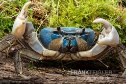 Weihnachtsinsel-Krabbe, Discoplax Celeste -Interaquaristik Verkäufe Weihnachtsinsel Krabbe Discoplax celeste 3