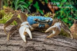 Weihnachtsinsel-Krabbe, Discoplax Celeste -Interaquaristik Verkäufe Weihnachtsinsel Krabbe Discoplax celeste 5