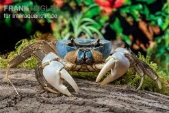 Weihnachtsinsel-Krabbe, Discoplax Celeste -Interaquaristik Verkäufe Weihnachtsinsel Krabbe Discoplax celeste 6