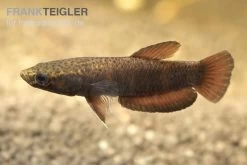 Weißsaum-Zwergkampffisch, Betta Albimarginata -Interaquaristik Verkäufe Weisssaum Zwergkampffisch Betta albimarginata 2