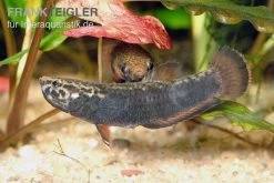 Weißsaum-Zwergkampffisch, Betta Albimarginata -Interaquaristik Verkäufe Weisssaum Zwergkampffisch Betta albimarginata 3