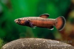 Weißsaum-Zwergkampffisch "Sebuku", Betta Albimarginata "Sebuku" -Interaquaristik Verkäufe Weisssaum Zwergkampffisch Sebuku Betta albimarginata Sebuku 3