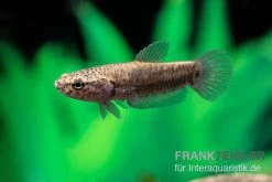 Weißsaum-Zwergkampffisch "Sebuku", Betta Albimarginata "Sebuku" -Interaquaristik Verkäufe Weisssaum Zwergkampffisch Sebuku Betta albimarginata Sebuku 4