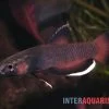 Weißsaum-Zwergkampffisch "Malinau", Betta Albimarginata "Malinau", Paarweise -Interaquaristik Verkäufe Weisssssaum Zwergkampffisch Malinau Betta albimarginata Malinau 2