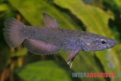 Weißsaum-Zwergkampffisch "Malinau", Betta Albimarginata "Malinau", Paarweise -Interaquaristik Verkäufe Weisssssaum Zwergkampffisch Malinau Betta albimarginata Malinau 3