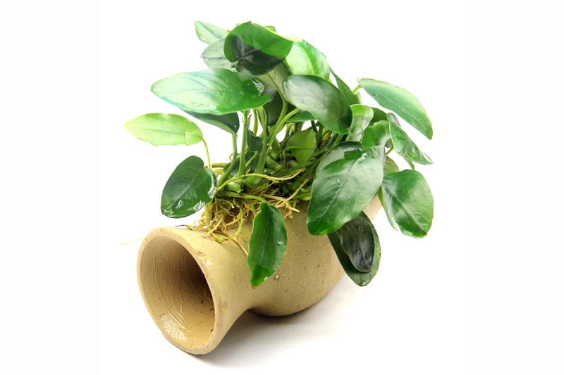 Dennerle Wels-Amphore, Anubias nana auf Tonamphore Dennerle Wels-Amphore, Anubias Nana Auf Tonamphore -Interaquaristik Verkäufe Wels Amphore mit Anubias nana