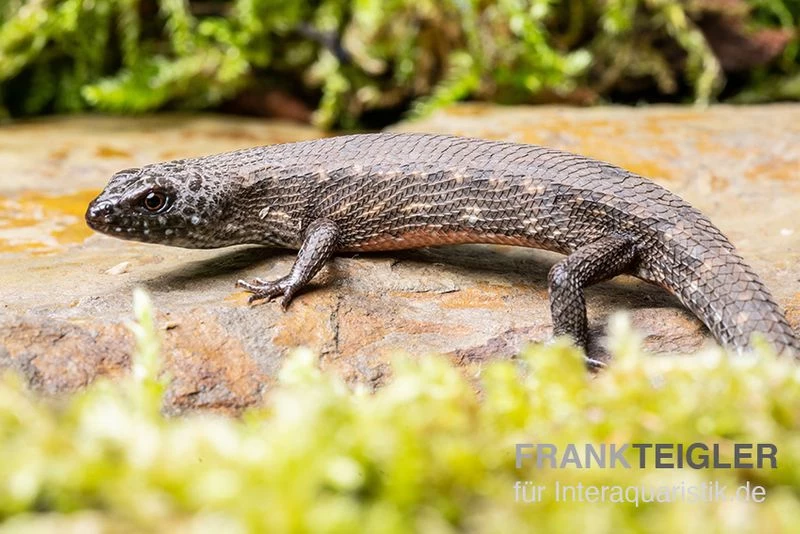 Westafrikanischer Wasser-Zwergskink, Cophoscincopus simulans Westafrikanischer Wasser-Zwergskink, Cophoscincopus Simulans -Interaquaristik Verkäufe Westafrikanischer Wasser Zwergskink Cophoscincopus simulans 2