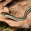 Westliche Bändernatter, Thamnophis Proximus -Interaquaristik Verkäufe Westliche Baendernatter Thamnophis proximus 1
