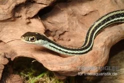Westliche Bändernatter, Thamnophis Proximus