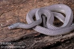 Westliche Wald-Feilenschlange, Mehelya Poensis