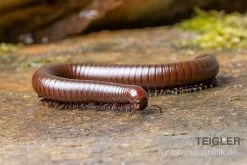 Wüsten-Tausendfüßer, Orthoporus Ornatus -Interaquaristik Verkäufe Wuesten Tausendfuesser Orthoporus ornatus 3
