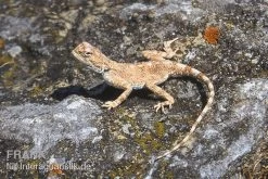 Wüstenagame, Agama Mutabilis -Interaquaristik Verkäufe Wuestenagame Agama mutabilis