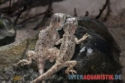 Wüstenagame, Agama Mutabilis -Interaquaristik Verkäufe Wuestenagame Agama mutabilis neu 2