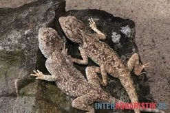Wüstenagame, Agama Mutabilis -Interaquaristik Verkäufe Wuestenagame Agama mutabilis neu 3