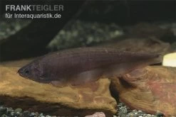 Afrikanischer Messerfisch, Xenomystus Nigri -Interaquaristik Verkäufe Xenomystus nigri Afrikanischer Messerfisch 1