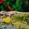 Zaunanolis, Anolis Distichus 1 Zaunanolis, Anolis Distichus -Interaquaristik Verkäufe Zaunanolis Anolis distichus 1