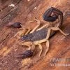 Zentralamerikanischer Bark-Skorpion, Centruroides Margaritatus 2 Zentralamerikanischer Bark-Skorpion, Centruroides Margaritatus -Interaquaristik Verkäufe Zentralamerikanischer Bark Skorpion Centruroides margaritatus 1