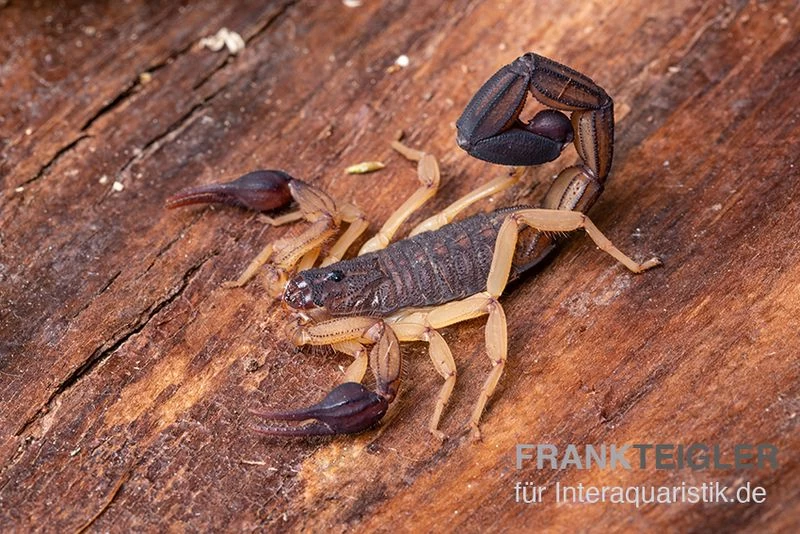 Zentralamerikanischer Bark-Skorpion, Centruroides margaritatus Zentralamerikanischer Bark-Skorpion, Centruroides Margaritatus -Interaquaristik Verkäufe Zentralamerikanischer Bark Skorpion Centruroides margaritatus 1