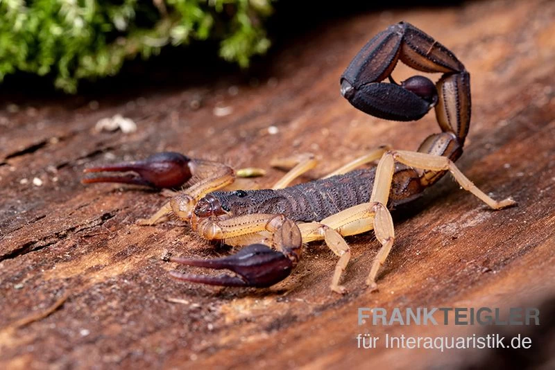 Zentralamerikanischer Bark-Skorpion, Centruroides margaritatus Zentralamerikanischer Bark-Skorpion, Centruroides Margaritatus -Interaquaristik Verkäufe Zentralamerikanischer Bark Skorpion Centruroides margaritatus 2