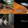 Zierfisch-Sortiment Amazonas Für 120 Cm -Interaquaristik Verkäufe Zierfisch Sortiment Amazonas 120 cm Aquarium