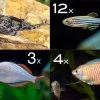 Zierfisch-Sortiment Asien Für 100 Cm 1 Zierfisch-Sortiment Asien Für 100 Cm -Interaquaristik Verkäufe Zierfisch Sortiment Asien 100 cm Aquarium neu