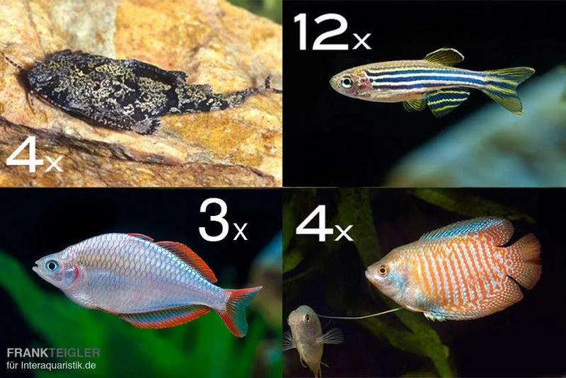 Zierfisch-Sortiment Asien für 100 cm Zierfisch-Sortiment Asien Für 100 Cm -Interaquaristik Verkäufe Zierfisch Sortiment Asien 100 cm Aquarium neu