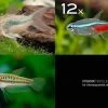 Zierfisch-Sortiment Einsteiger Für 80 Cm -Interaquaristik Verkäufe Zierfisch Sortiment Einsteiger 80 cm Aquarium