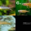 Zierfisch-Sortiment Regenbogenfische Für 80 Cm -Interaquaristik Verkäufe Zierfisch Sortiment Regenbogenfische 80 cm Aquarium