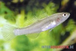Zitronengrundel, Mugilogobius Rexi (Minifisch) -Interaquaristik Verkäufe Zitronengrundel 1 Paar Mugilogobius rexi Minifisch 2