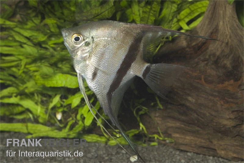 Zweifarbiger Skalar, Pterophyllum scalare Bicolor, 6-8 cm Zweifarbiger Skalar, Pterophyllum Scalare Bicolor, 6-8 Cm -Interaquaristik Verkäufe Zweifarbiger Skalar Pterophyllum scalare Bicolor