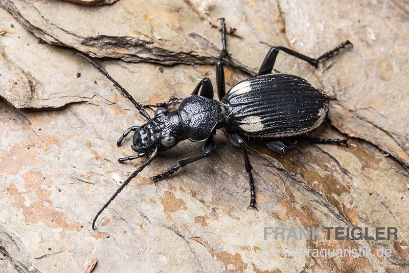 Zweifleck-Laufkäfer, Anthia omoplata Zweifleck-Laufkäfer, Anthia Omoplata -Interaquaristik Verkäufe Zweifleck Laufkaeer Anthia omoplata 1