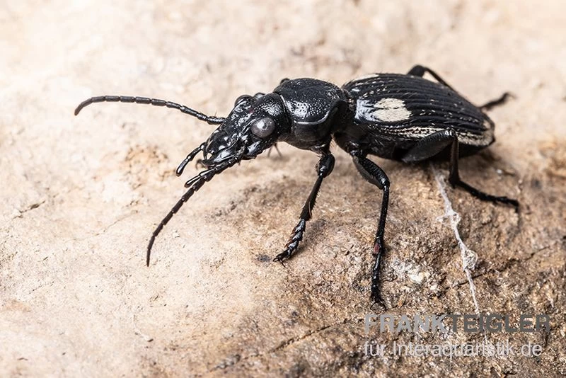 Zweifleck-Laufkäfer, Anthia omoplata Zweifleck-Laufkäfer, Anthia Omoplata -Interaquaristik Verkäufe Zweifleck Laufkaeer Anthia omoplata 2