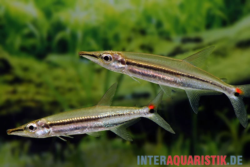 Zweistreifen Hundssalmler, Acestrorhynchus isalinae Zweistreifen Hundssalmler, Acestrorhynchus Isalinae -Interaquaristik Verkäufe Zweistreifen Hundssalmler Acestrorhynchus isalinae 1