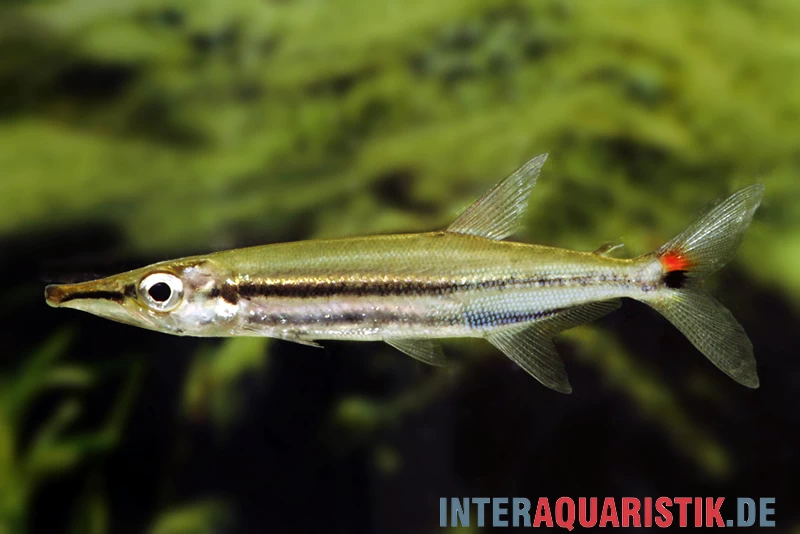 Zweistreifen Hundssalmler, Acestrorhynchus isalinae Zweistreifen Hundssalmler, Acestrorhynchus Isalinae -Interaquaristik Verkäufe Zweistreifen Hundssalmler Acestrorhynchus isalinae 2