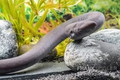 Zweizehen-Aalmolch, Amphiuma Means