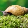 Zwerg-Achatschnecke, Archachatina Papyracea -Interaquaristik Verkäufe Zwerg Achatschnecke Archachatina papyracea 1