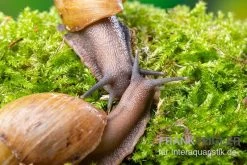 Zwerg-Achatschnecke, Archachatina Papyracea -Interaquaristik Verkäufe Zwerg Achatschnecke Archachatina papyracea 3