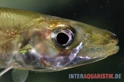 Zwerg-Barracuda-Salmler, Acestrorhynchus Cf. Minimus -Interaquaristik Verkäufe Zwerg Barracuda Salmler Acestrorhynchus cf minimus 3