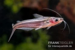 Zwerg-Haiwels, Pseudeutropius Moolenburghae 4 Zwerg-Haiwels, Pseudeutropius Moolenburghae -Interaquaristik Verkäufe Zwerg Haiwels Pseudeutropius moolenburghae