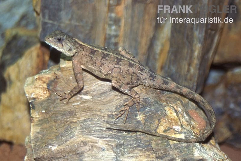 Zwergagame, Agama persimilis Zwergagame, Agama Persimilis -Interaquaristik Verkäufe Zwergagame Agama persimilis 1