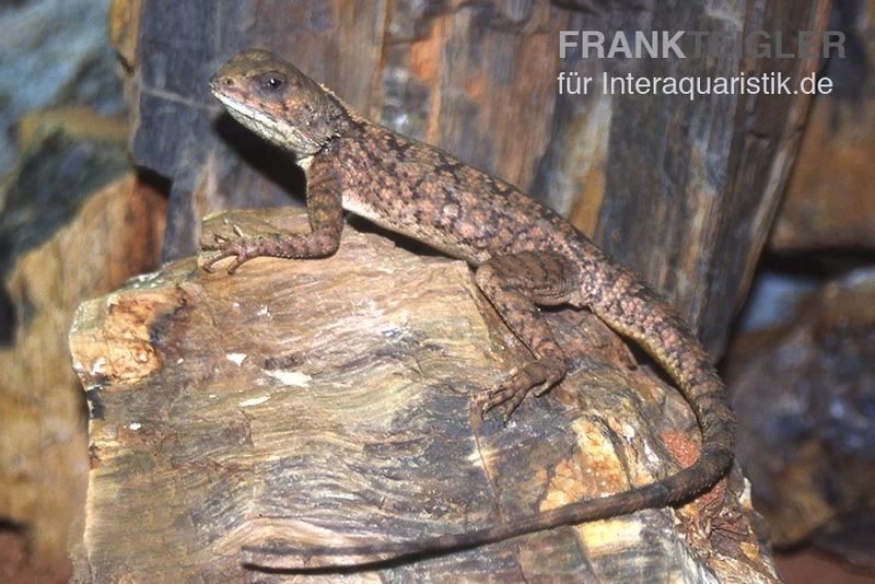 Zwergagame, Agama persimilis Zwergagame, Agama Persimilis -Interaquaristik Verkäufe Zwergagame Agama persimilis 2