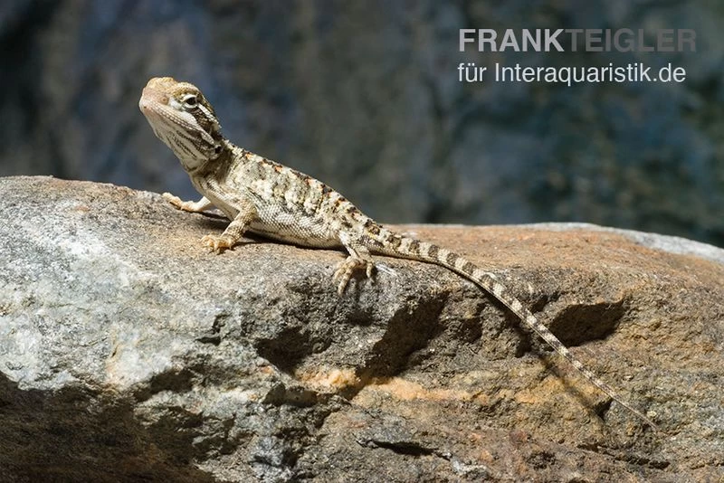 Zwergbartagame, Pogona henrylawsoni Zwergbartagame, Pogona Henrylawsoni -Interaquaristik Verkäufe Zwergbartagame Pogona henrylawsoni