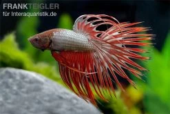 Crown Tail Kampffisch Red Dragon, Männchen, Betta Splendens