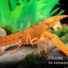Goldener Cherax, Cherax Cf. Snowden -Interaquaristik Verkäufe cherax Gold m