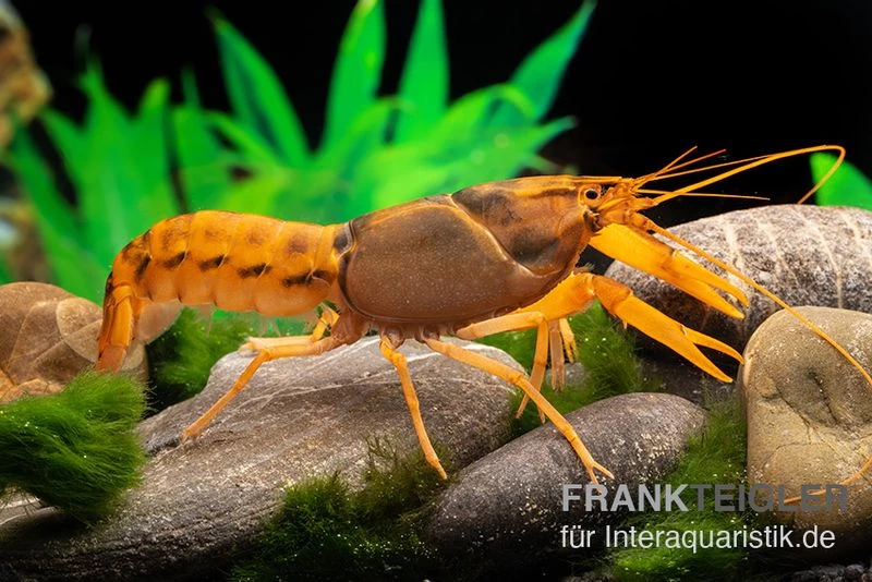 Goldener Cherax, Cherax cf. snowden Goldener Cherax, Cherax Cf. Snowden -Interaquaristik Verkäufe cherax cf snowden