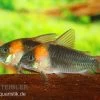 Dreieckspanzerwels, Corydoras Eques Tefe -Interaquaristik Verkäufe corydoras eques tefe